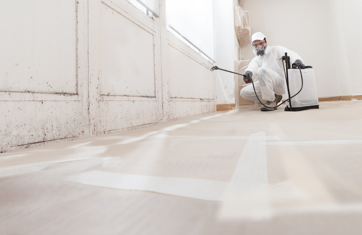 Florida Mold Removal Service Guide for The 2026 Hurricane Season